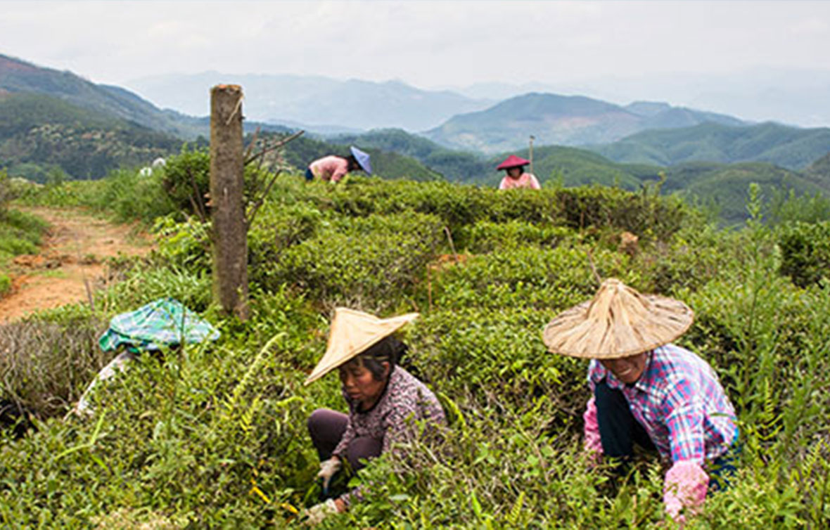 Opportunity and strong interest for sustainable agriculture in China ...