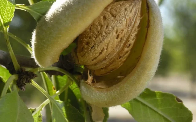 Business Case: Sustainable Management in Almonds picture