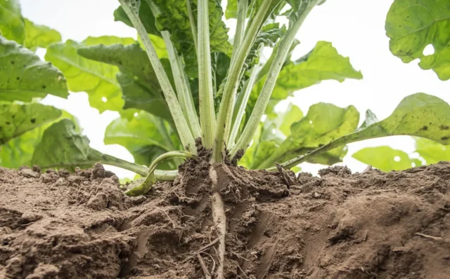 FSA Accelerator: Europe (European Sugar Beet) picture