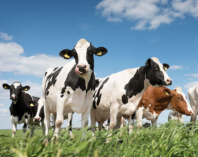 The SDP takes further steps towards aligning the dairy industry picture
