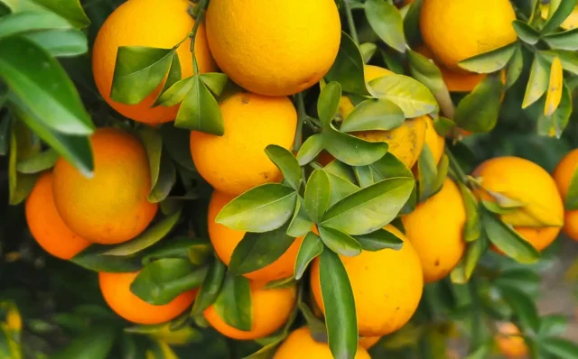 Florida Orange Sustainability Accelerator picture