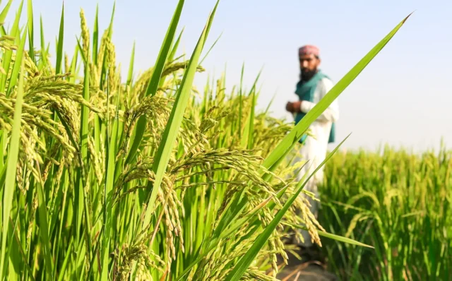 Sustainable Agriculture Partnerships (Pakistan) picture