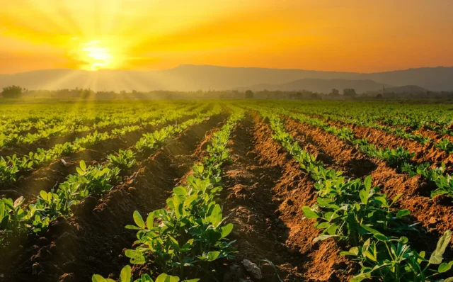 Argentina Peanut Sustainability picture
