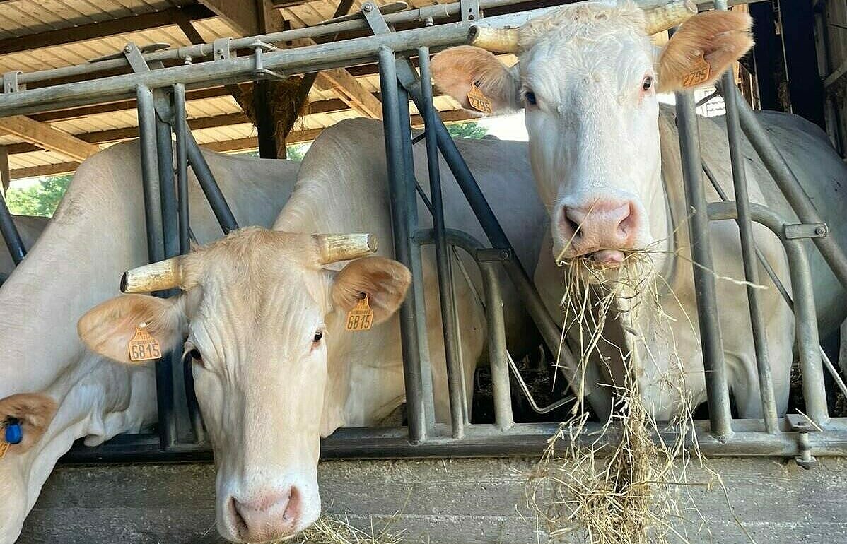 Header background picture