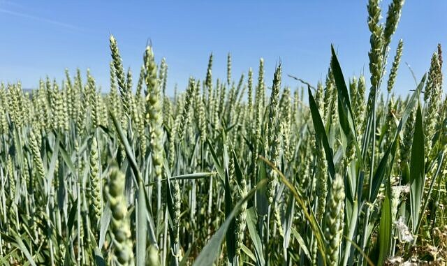 Building Resilience from the Ground Up: Regeneratively Grown Wheat in Europe picture