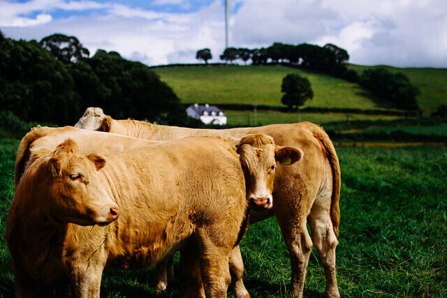 ERBS Launches Finance Drivers Project to Support Sustainable Beef Investment picture