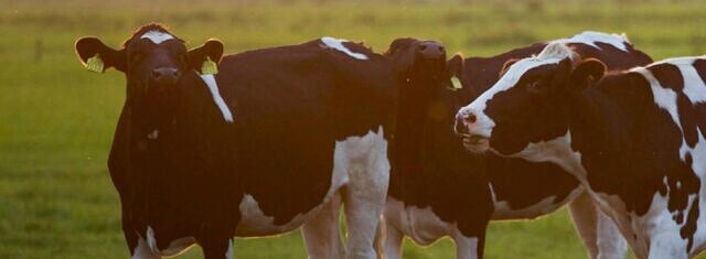 Regenerative Agriculture in Action: Future Fit Dairy Initiative Applies RTF in Northwest Europe  picture