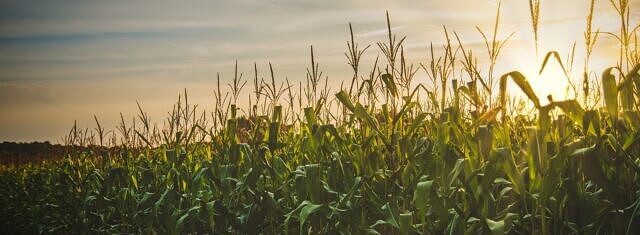 RTP bridging corporate sustainability goals through on-the-ground agricultural practices picture