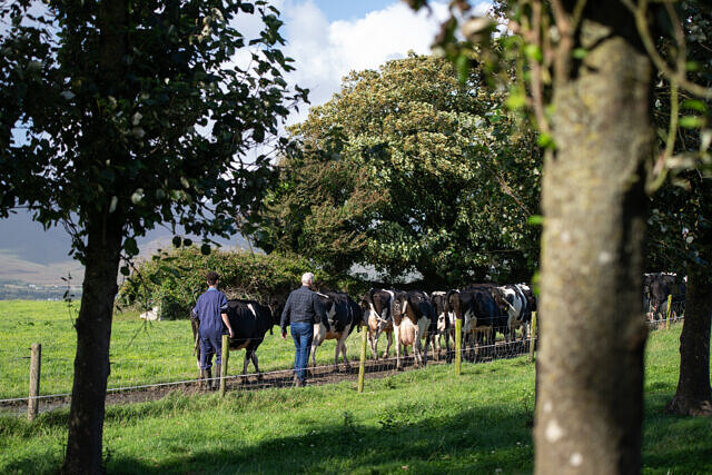 Raising the Bar on Dairy Sustainability: Kerry Dairy Ireland’s journey to stage 5 SDP  picture