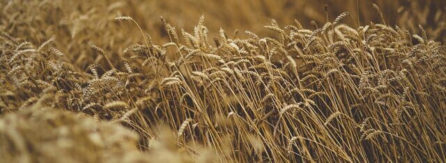 Carbon Conscious Barley in Argentina picture