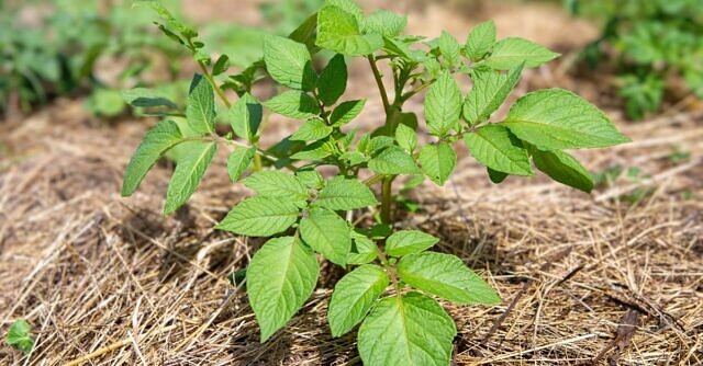 Looking Ahead to What’s Next for SAI Platform’s Crops Community in 2026 picture