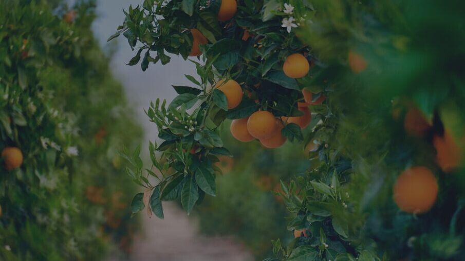 Farm Sustainability Assessment (FSA) – 2025 Highlights   picture