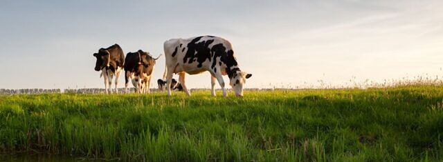 Sustainable Dairy Partnership 2.0 Goes Live picture