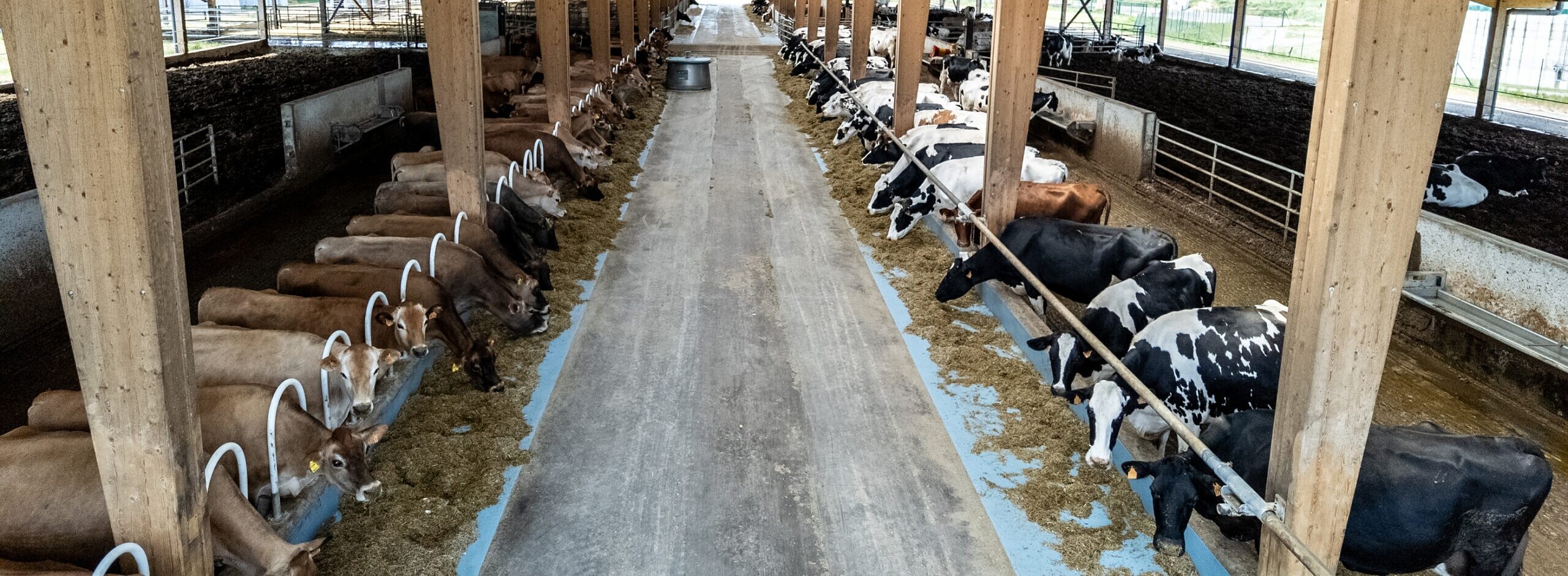 Header background picture