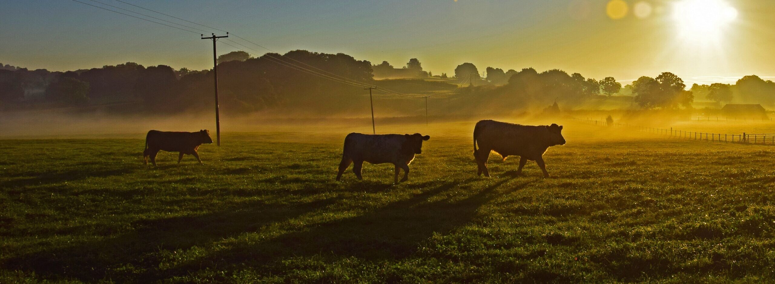 Header background picture