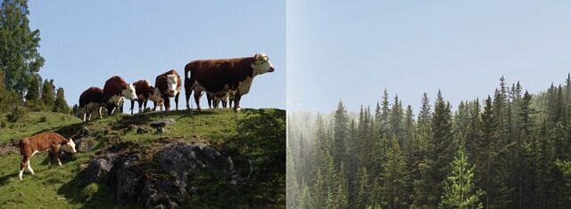 Strengthening FSA Verification Capacity Across Regions: SMAK and CSCA   picture