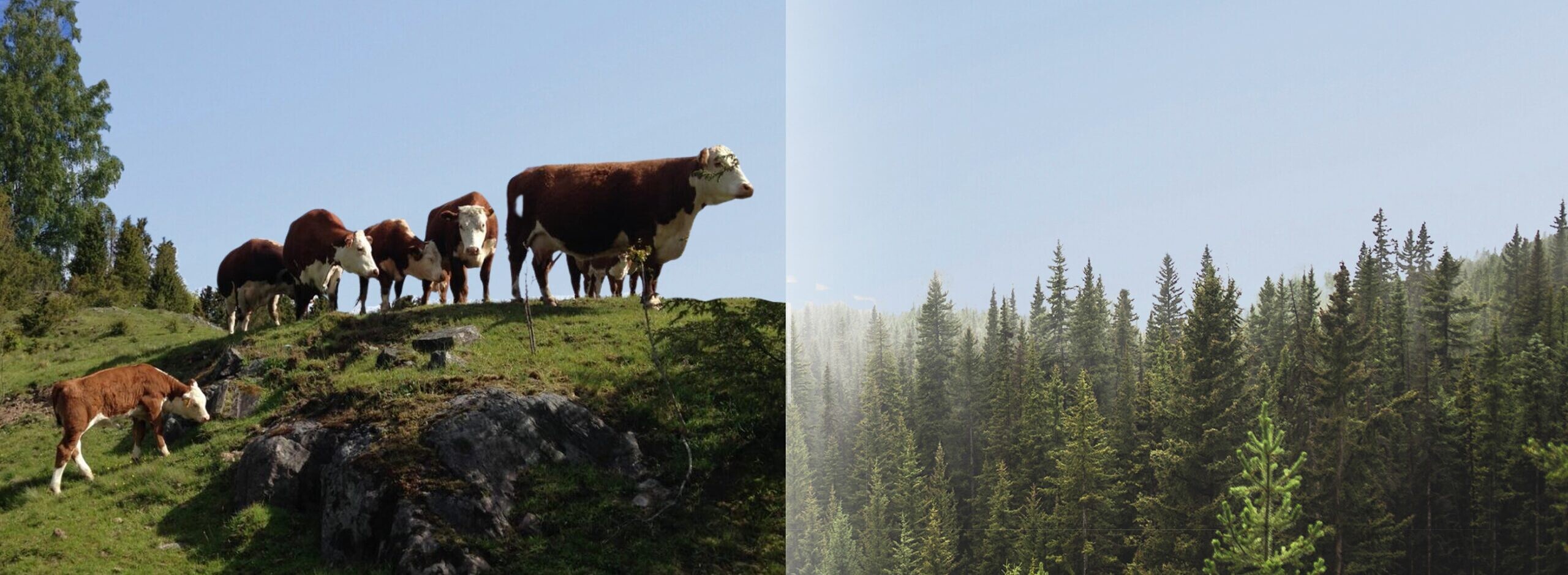 Header background picture