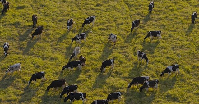 Why Alignment in Dairy Sustainability Reporting Matters Now  picture