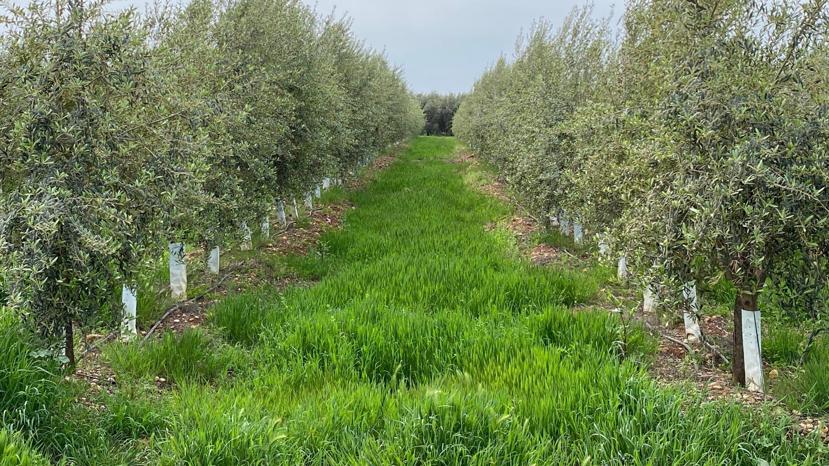 Header background picture