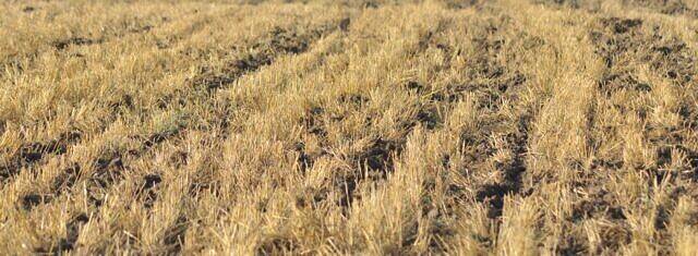 From Measurement to Meaningful Change: Crisp Malt Shows the Value of SAI Platform Solutions picture